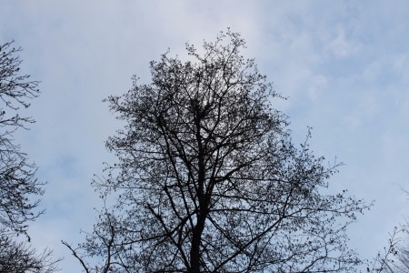 Un arbre plutôt lumineux.