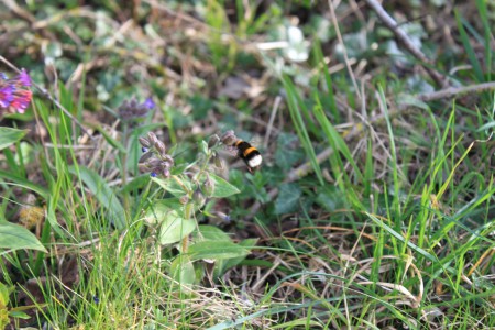 Indispensable à la vie, l'abeille